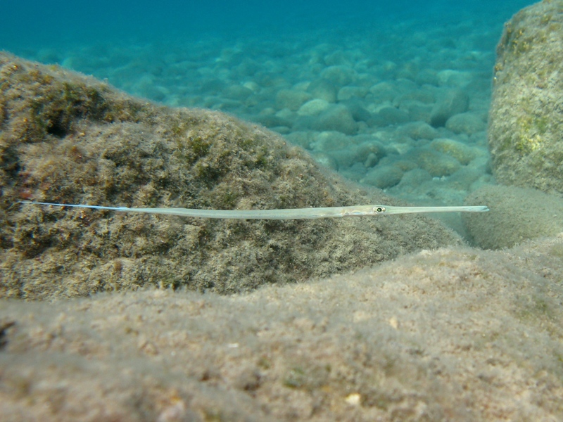 Fistularia commersonii (Rppell, 1838) - specie lessepsiana
